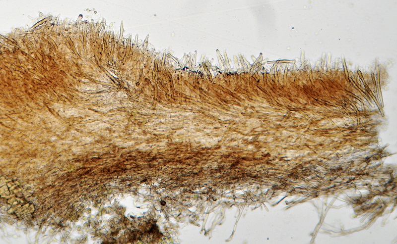 Peniophora... non... Peniophora! (Porostereum spadiceum)